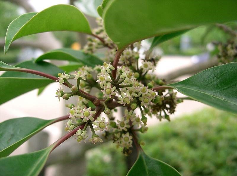 Bùi (nhựa ruồi)