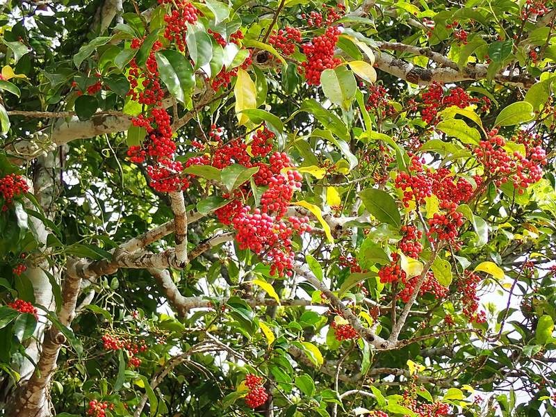 Bùi (nhựa ruồi)