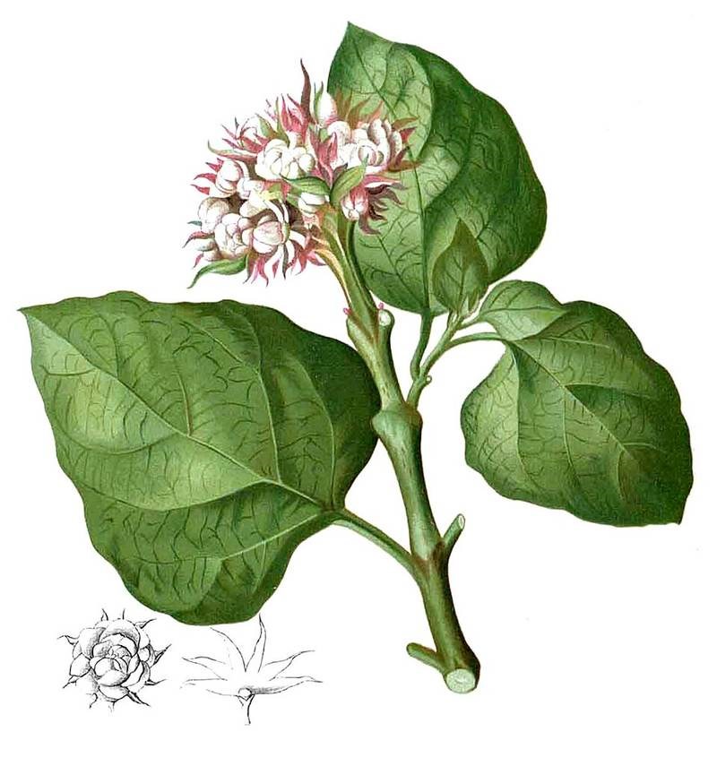 Mò hoa trắng (mấm)