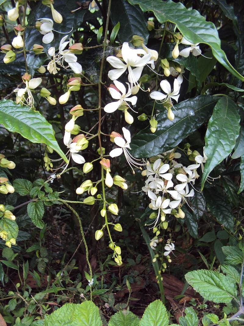 Vòi voi cảnh (bọ nẹt)