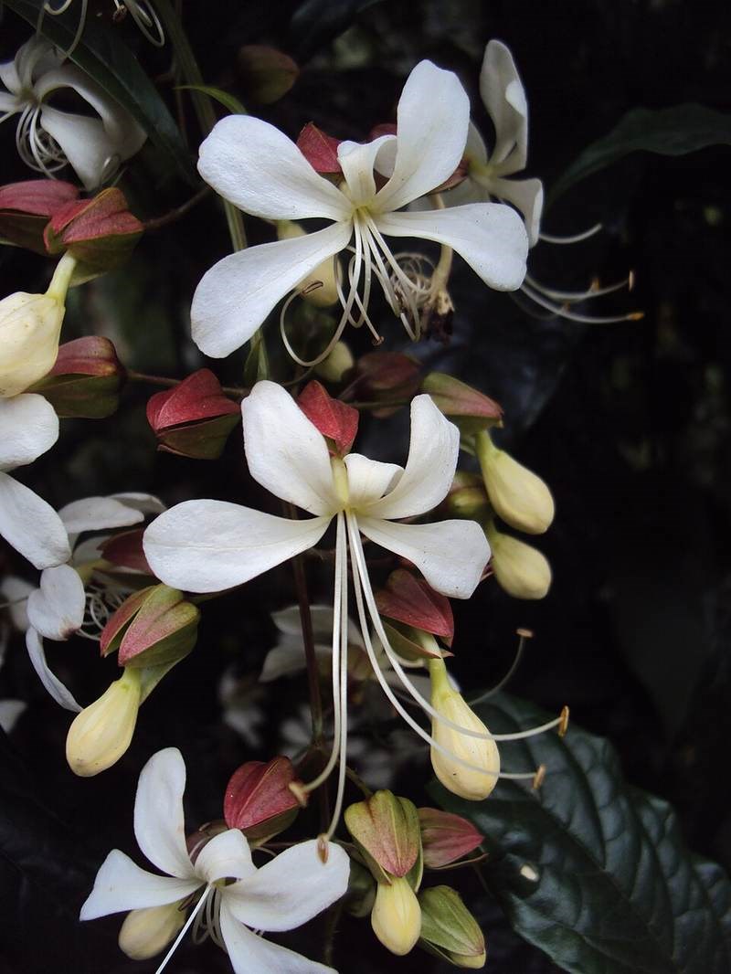 Vòi voi cảnh (bọ nẹt)