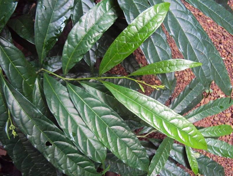 Vòi voi cảnh (bọ nẹt)
