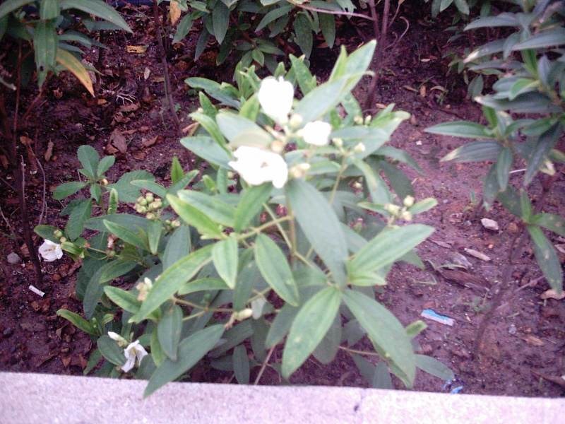 Trứng cua (mua rừng)
