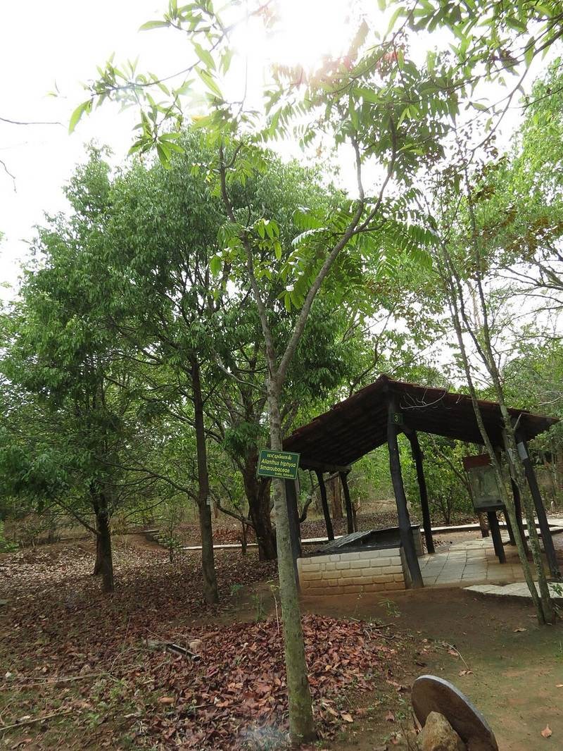 Bùm sụm (ruối)