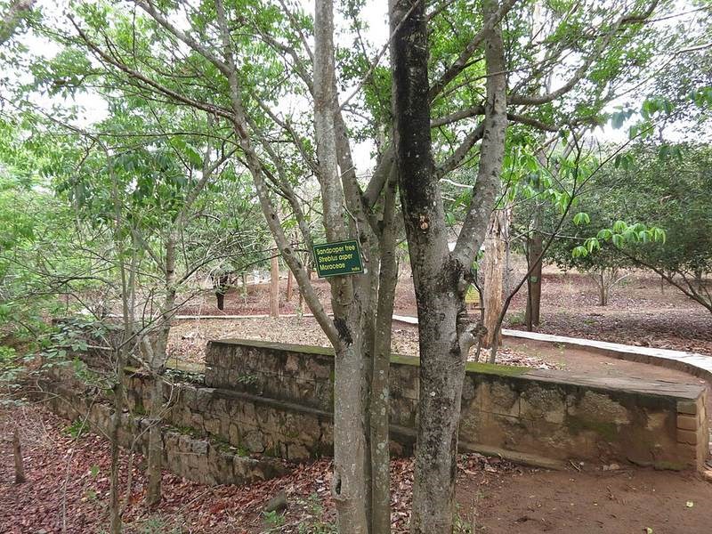 Bùm sụm (ruối)