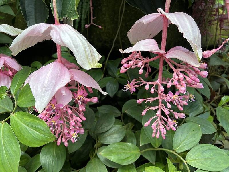 Trầu bà cột (trụ)