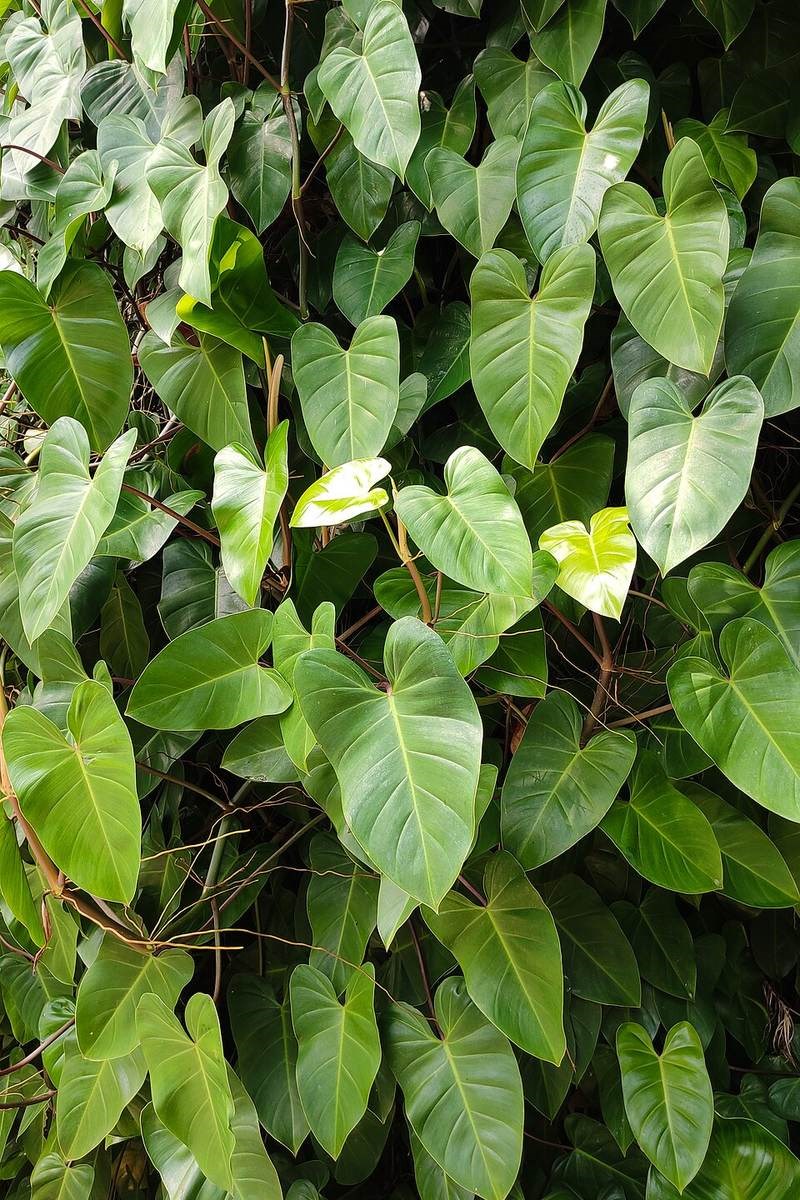 Trầu bà Nam Mỹ lá tim