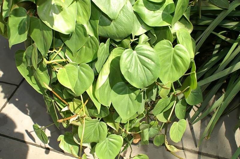 Trầu bà Nam Mỹ lá tim