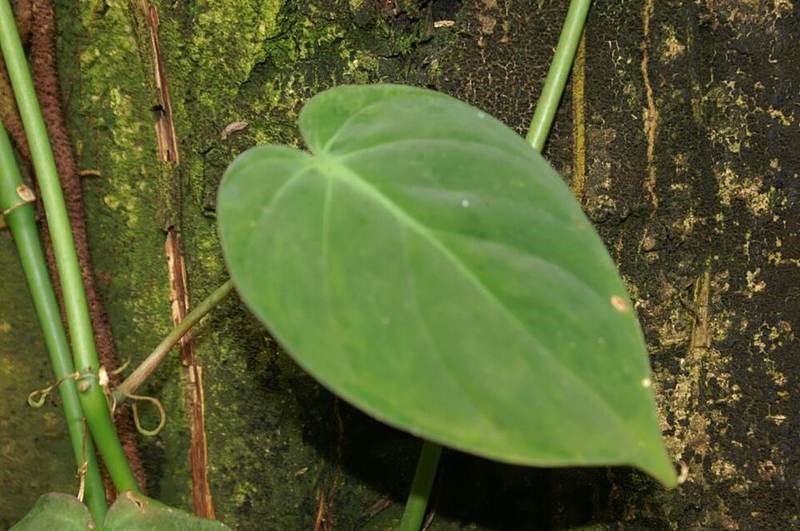 Trầu bà Nam Mỹ lá tim