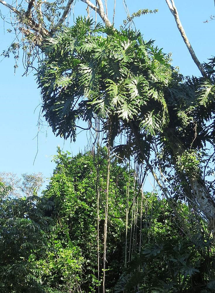 Trầu bà tay Phật
