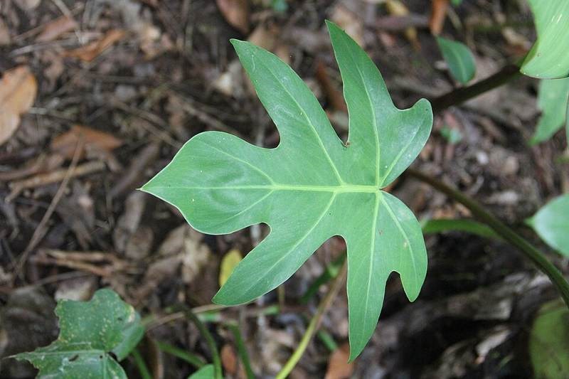 Trầu bà tay Phật