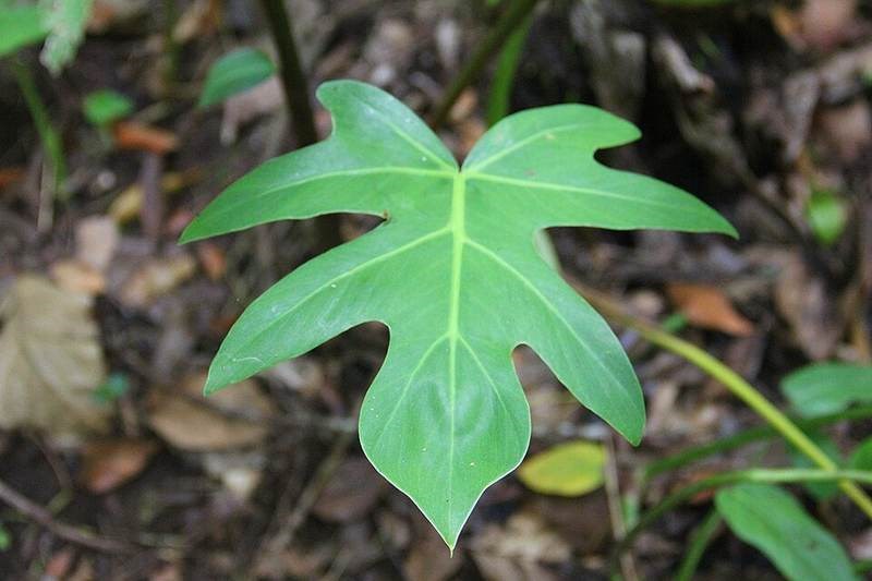 Trầu bà tay Phật