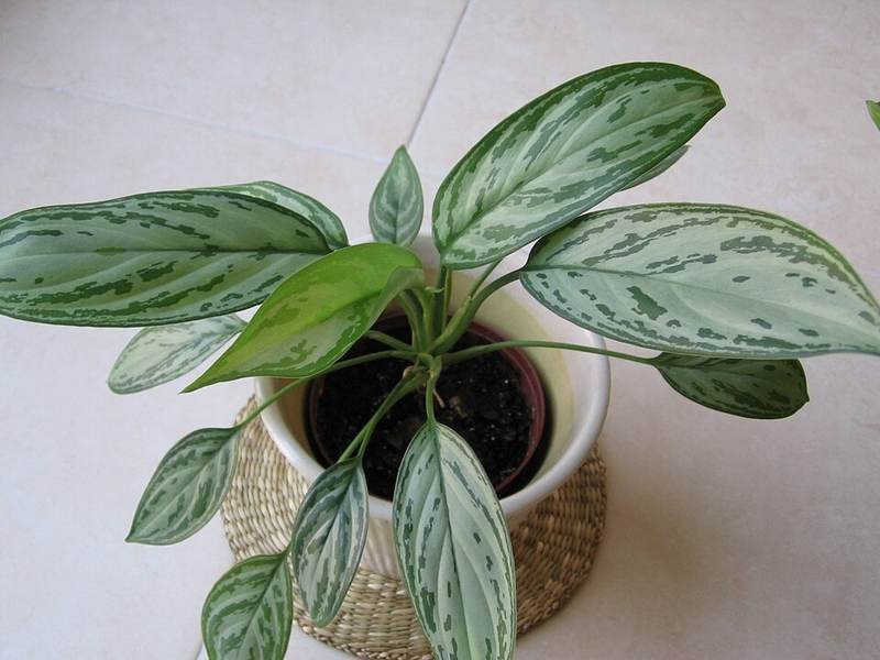 Ngọc ngân