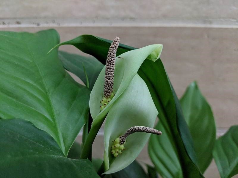 Cây may mắn (phú quý xanh)