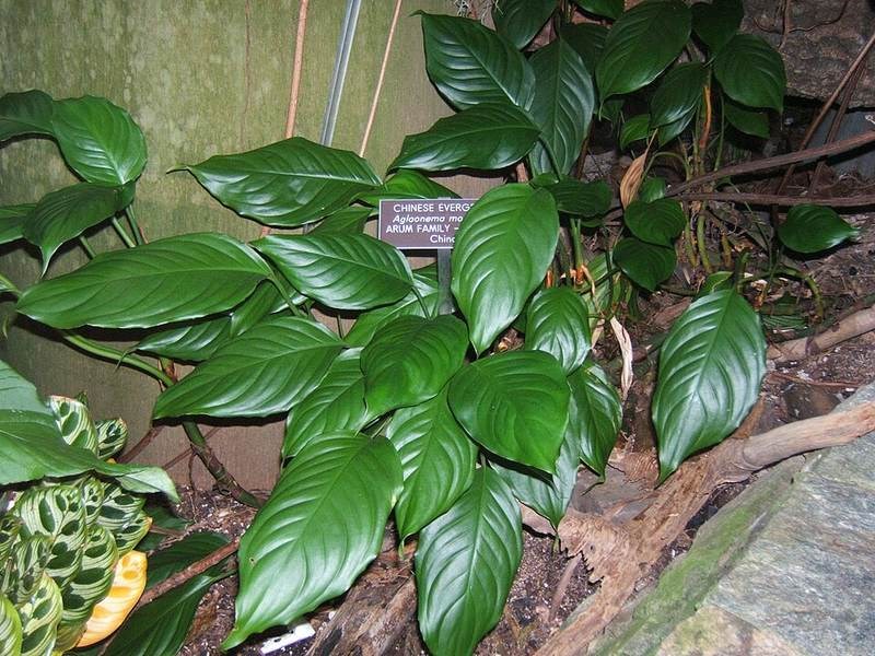 Cây may mắn (phú quý xanh)