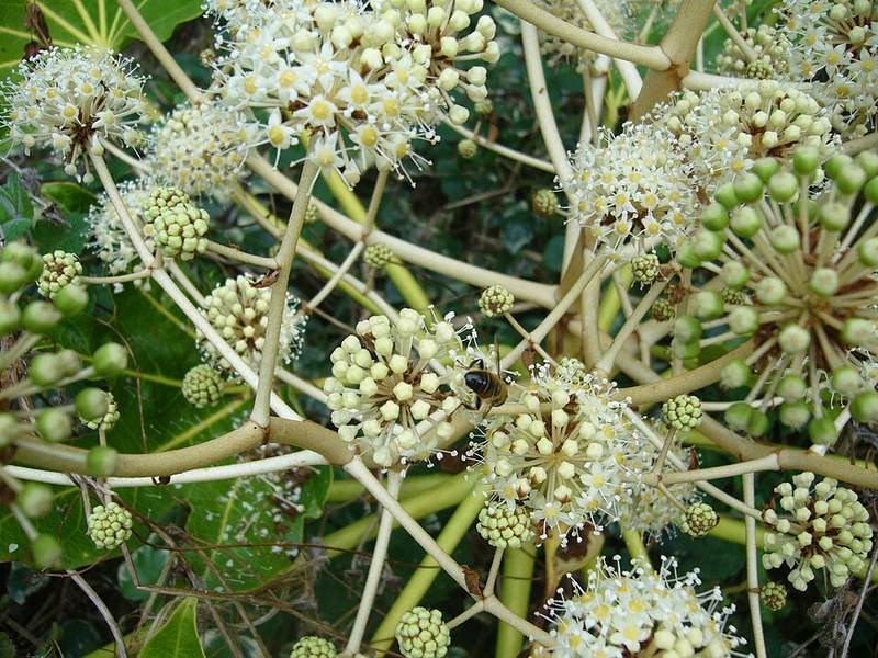 Cây thường xuân Nhật (cẩm nang)