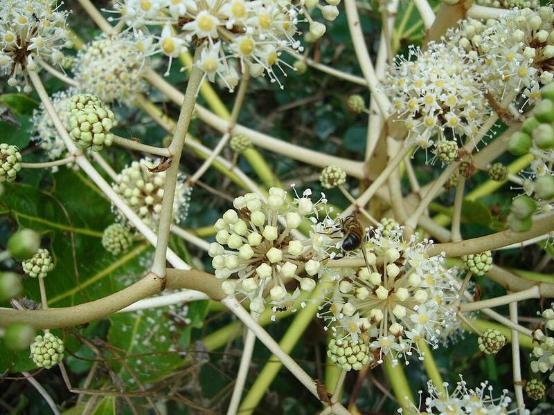 Cây thường xuân Nhật (cẩm nang)