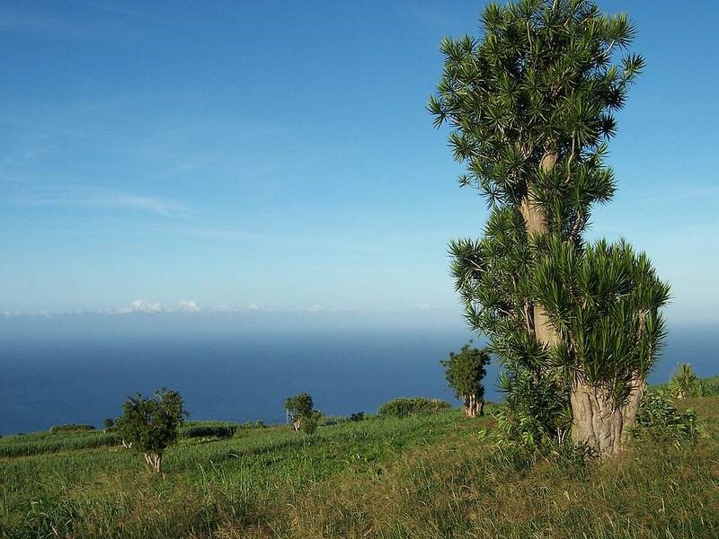 Trúc bách hợp (phất dụ rồng)