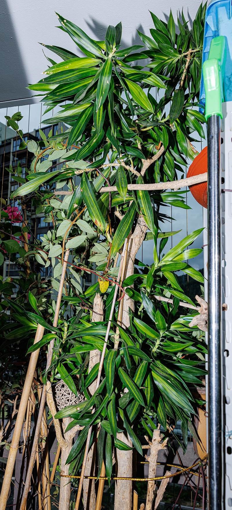 Trúc bách hợp (phất dụ rồng)