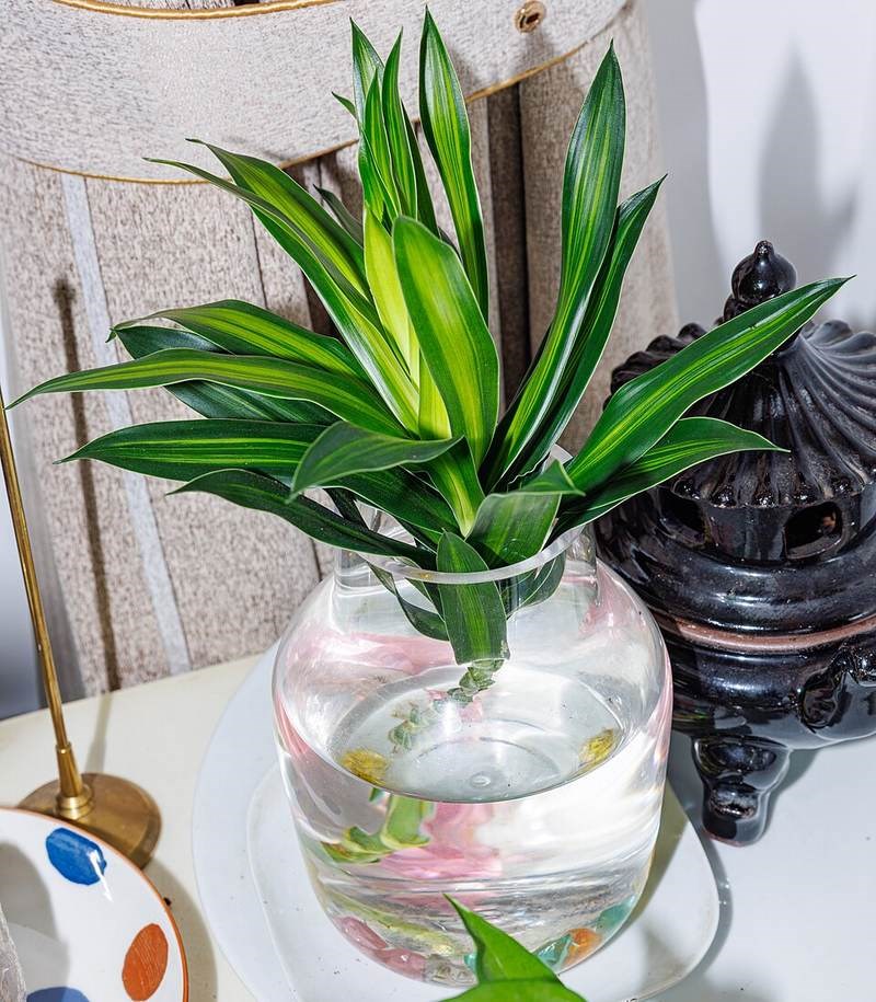 Trúc bách hợp (phất dụ rồng)