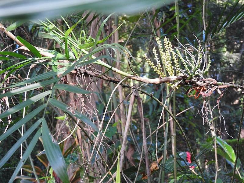 Đại phú (cọ lá tre)
