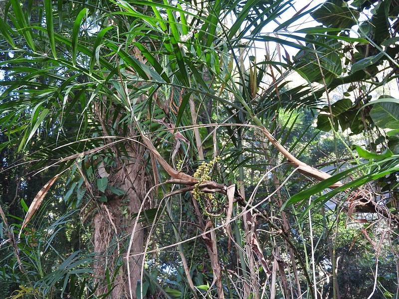 Đại phú (cọ lá tre)