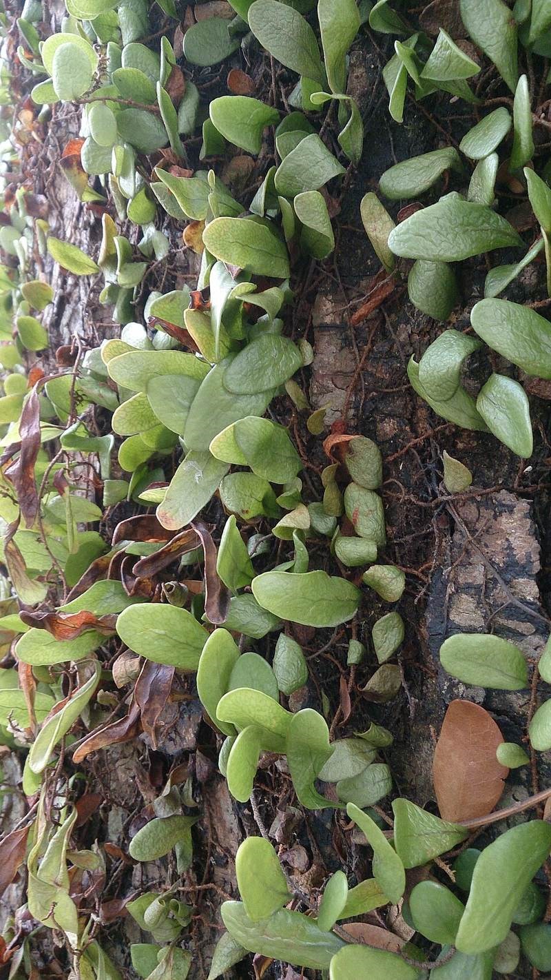 Vảy rồng (lan càng cua rừng)
