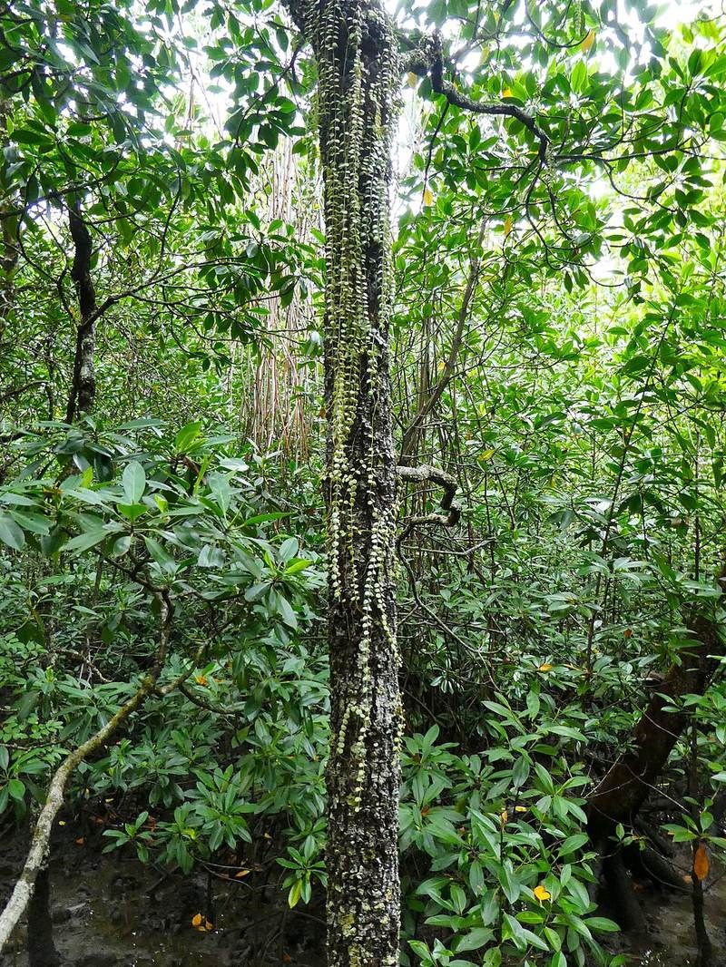 Vảy rồng (lan càng cua rừng)