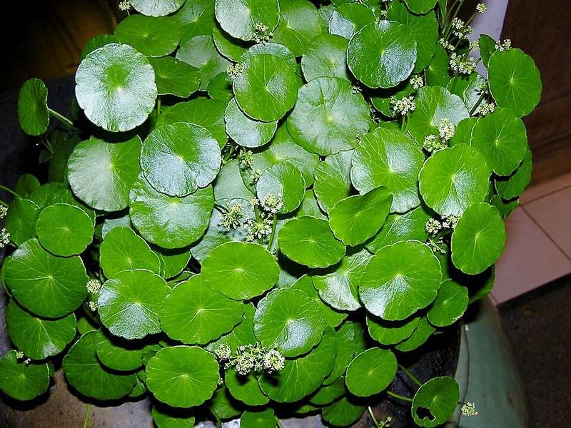 Cỏ đồng tiền lá tròn (rau má thái)