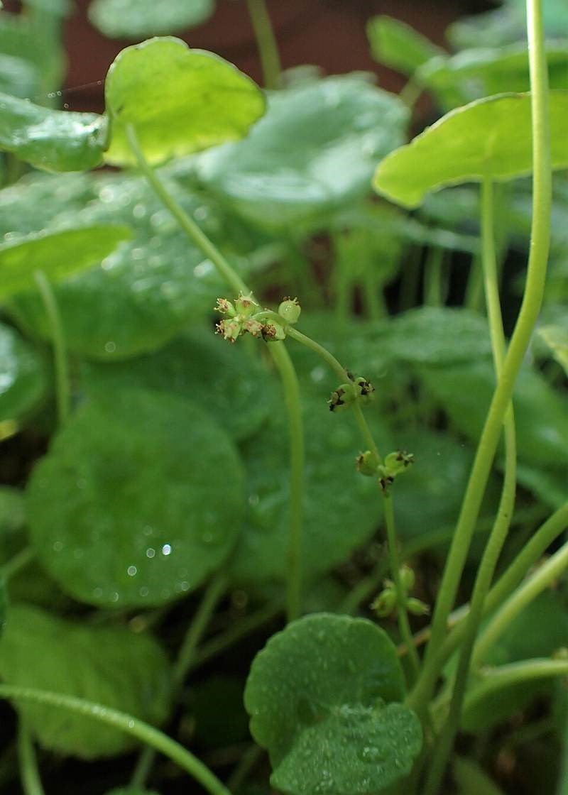 Cỏ đồng tiền lá tròn (rau má thái)