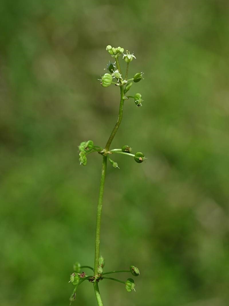 Cỏ đồng tiền lá tròn (rau má thái)
