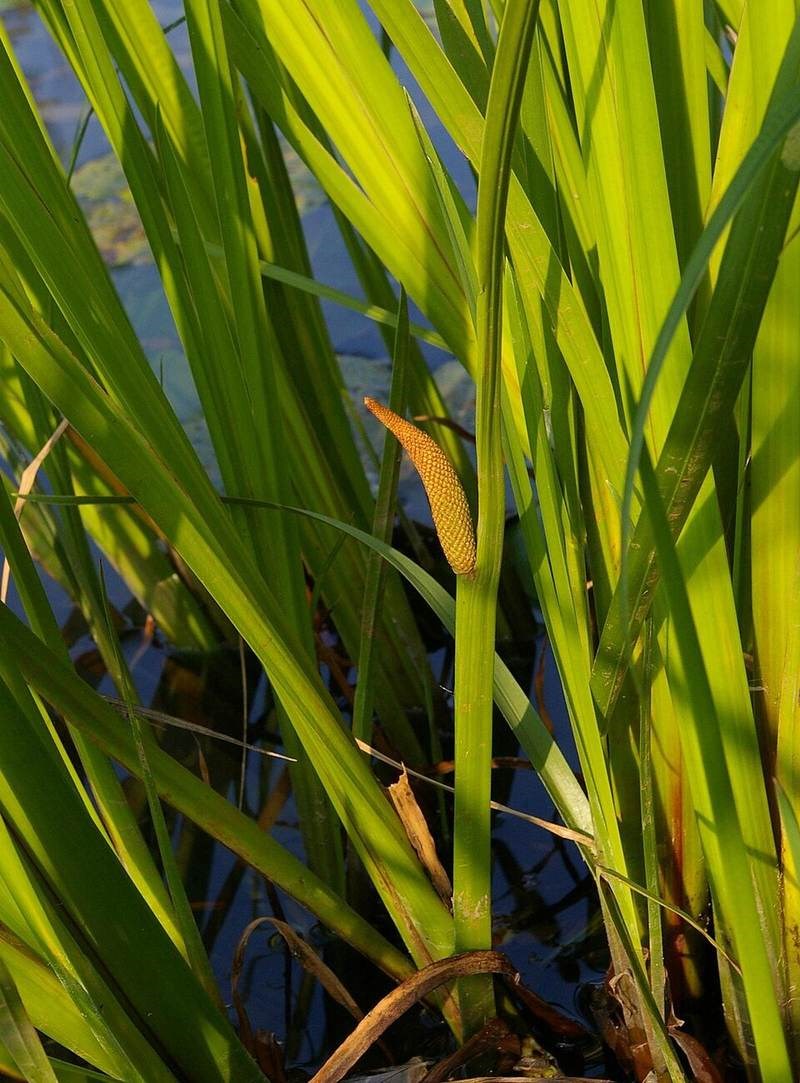 Cỏ lá dứa (cỏ thơm rìa nước)