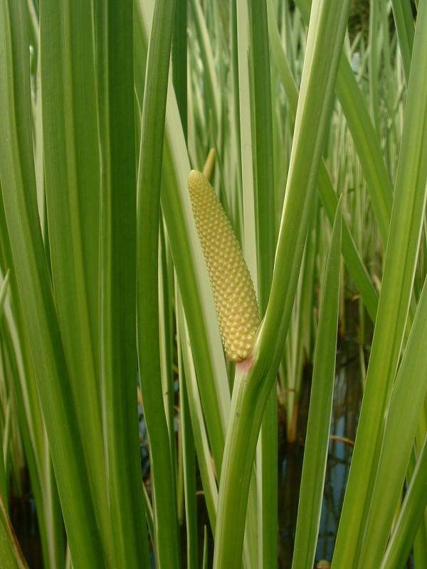 Cỏ lá dứa (cỏ thơm rìa nước)