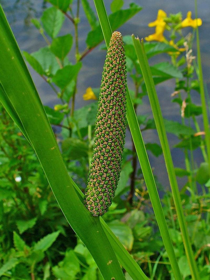 Cỏ lá dứa (cỏ thơm rìa nước)