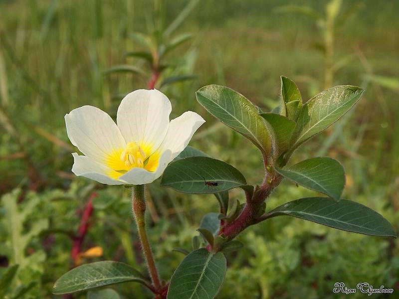 Rau dừa nước