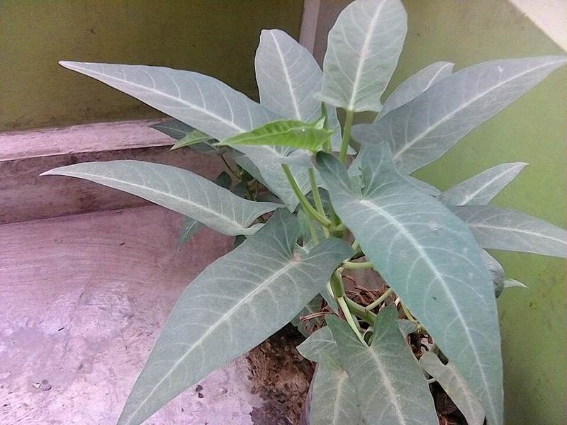 Rau muống cảnh (thủy sinh)