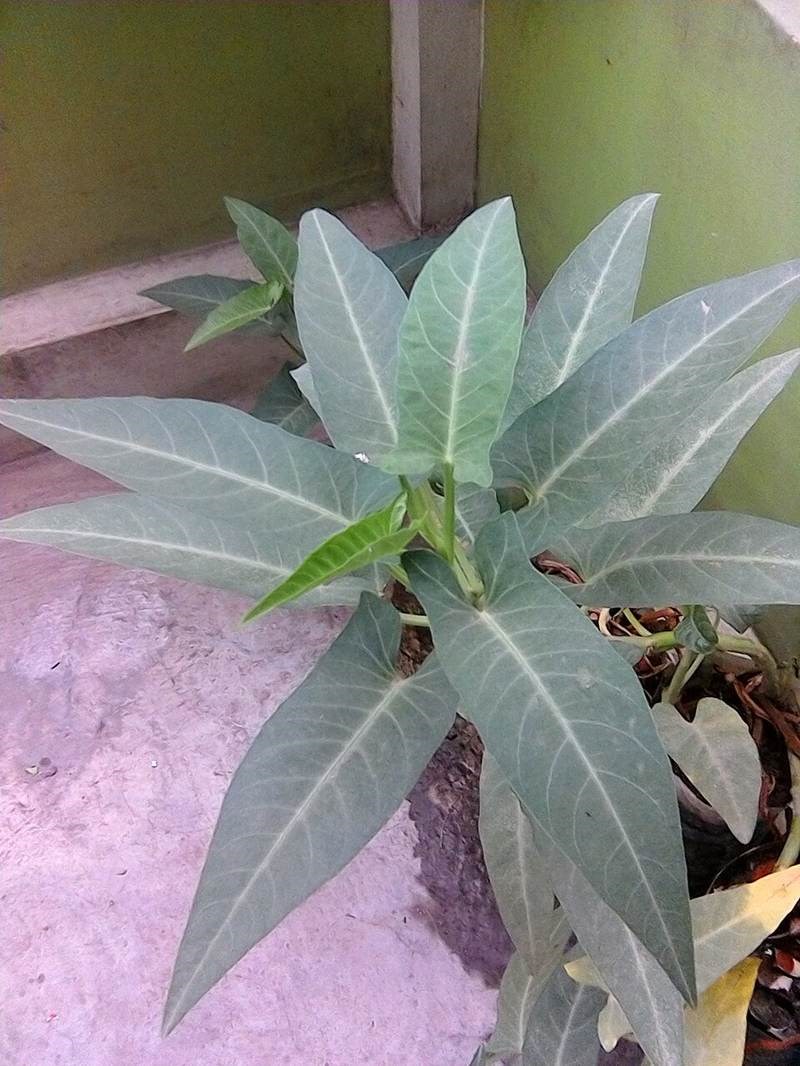 Rau muống cảnh (thủy sinh)