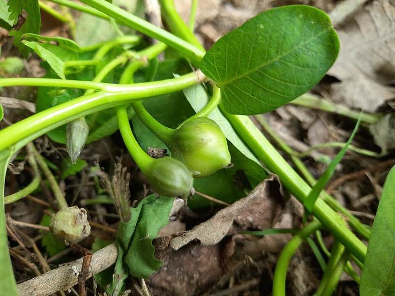 Rau muống cảnh (thủy sinh)
