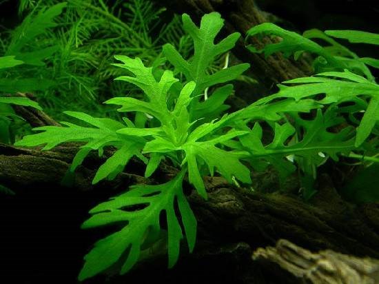 Diệu (cỏ thư giãn nước)