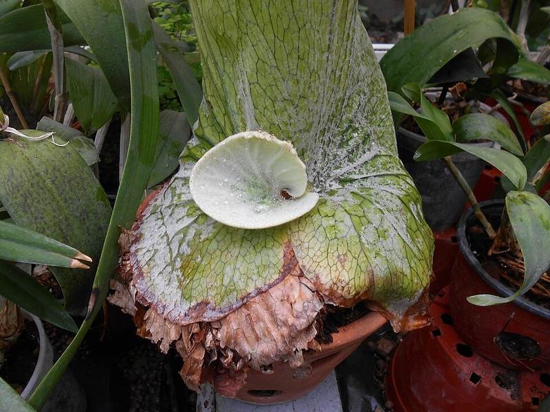 Ổ rồng dừa, ổ rồng tràng