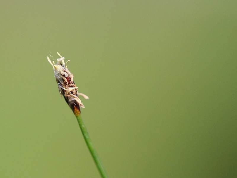 Cỏ ranh (thủy sinh nền)