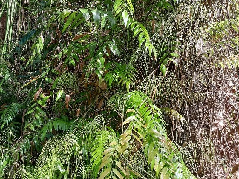 Cây choại (rau dớn nước)
