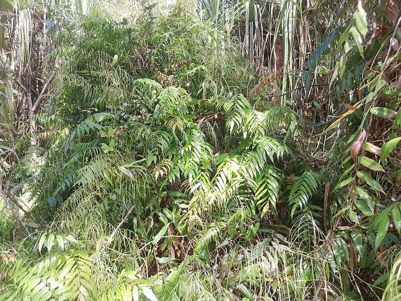 Cây choại (rau dớn nước)