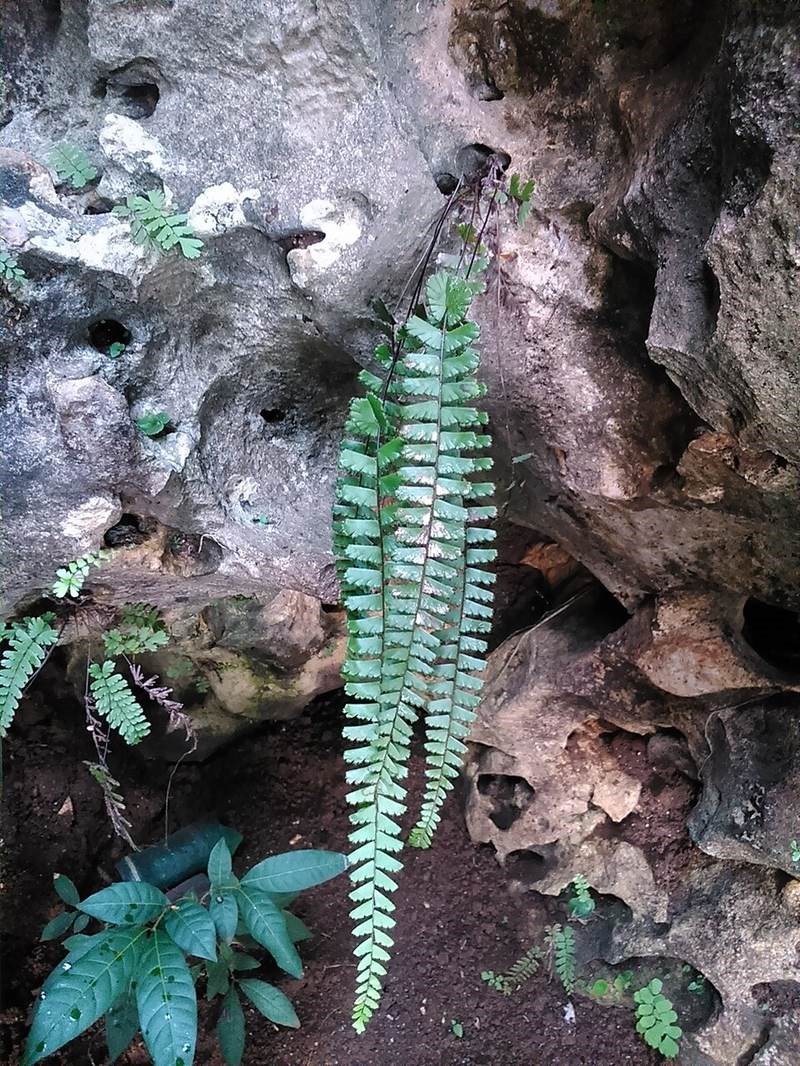 Ráng seo gà (cẩm phượng)