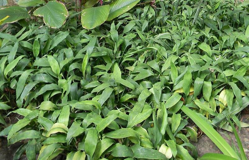 Cây phất lộc trúc (trúc quan âm)