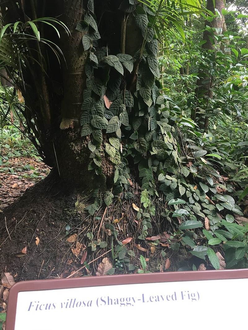 Vảy ốc lá to (leo tường)