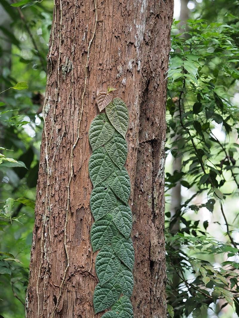 Vảy ốc lá to (leo tường)