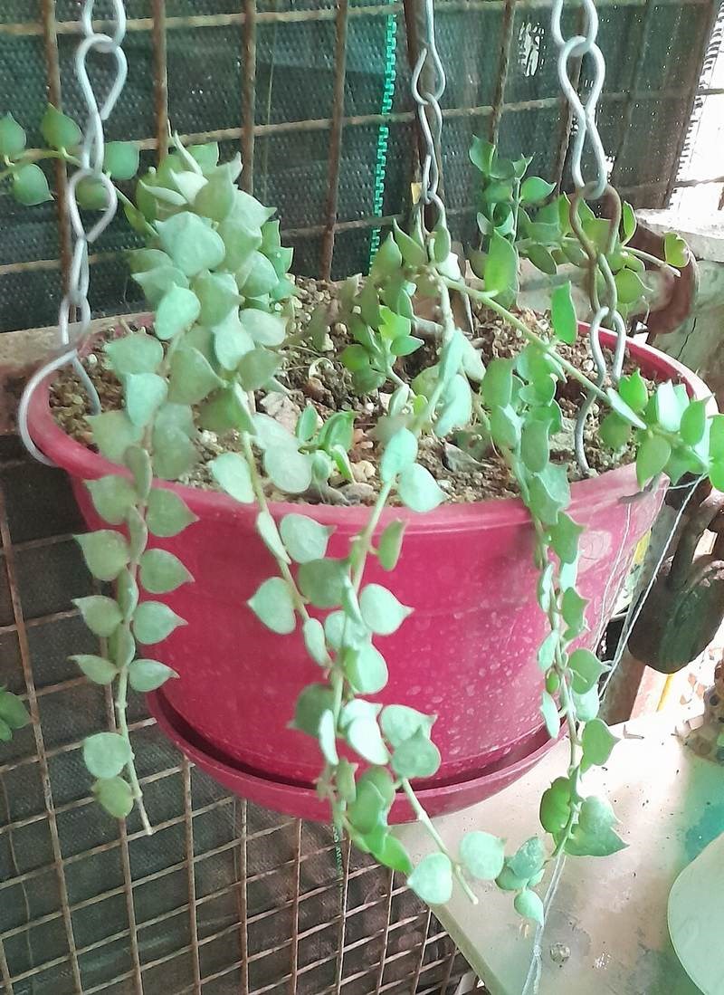 Cây tai chuột (dây tổ ong)