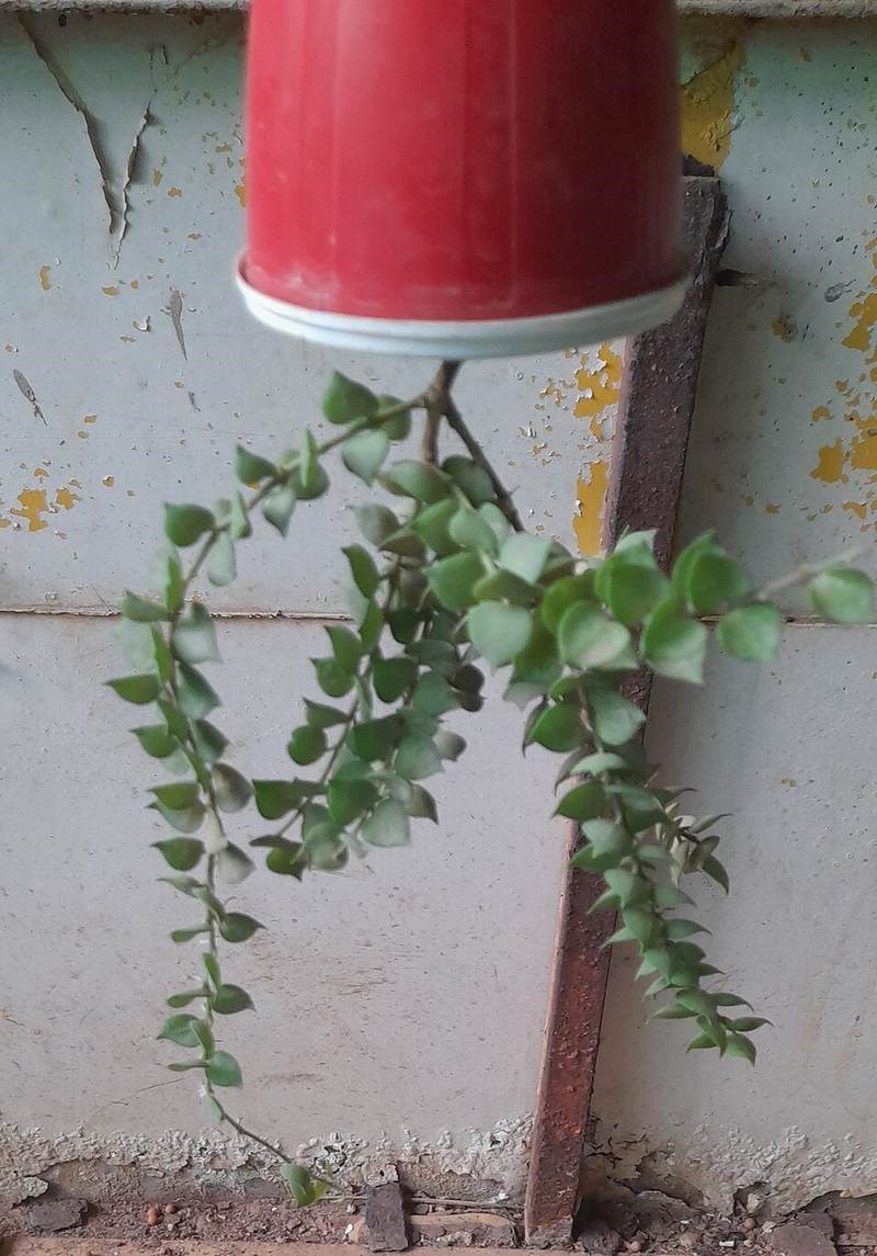 Cây tai chuột (dây tổ ong)