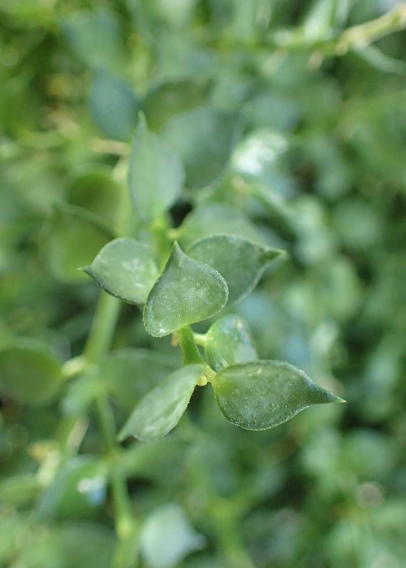 Cây tai chuột (dây tổ ong)